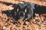 (image for) Belgian Sheepdog